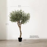 Medidas Olivo Artificial Centennial 180 cm