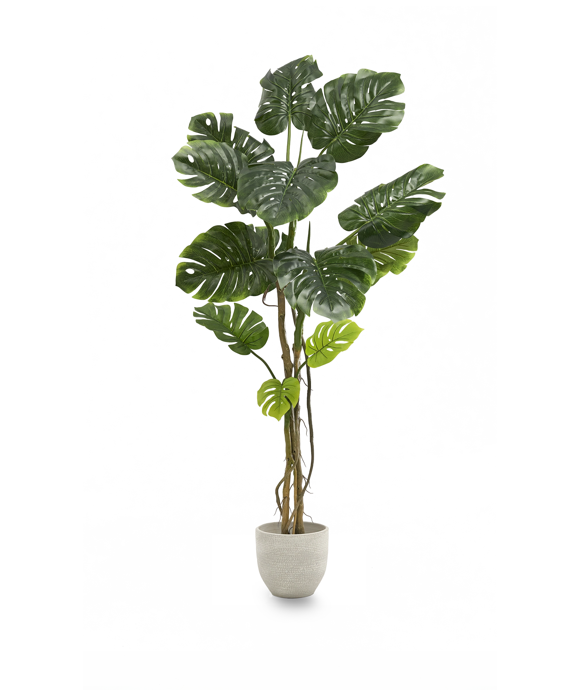 Monstera Artificial 180 MAIA SHOP PNG