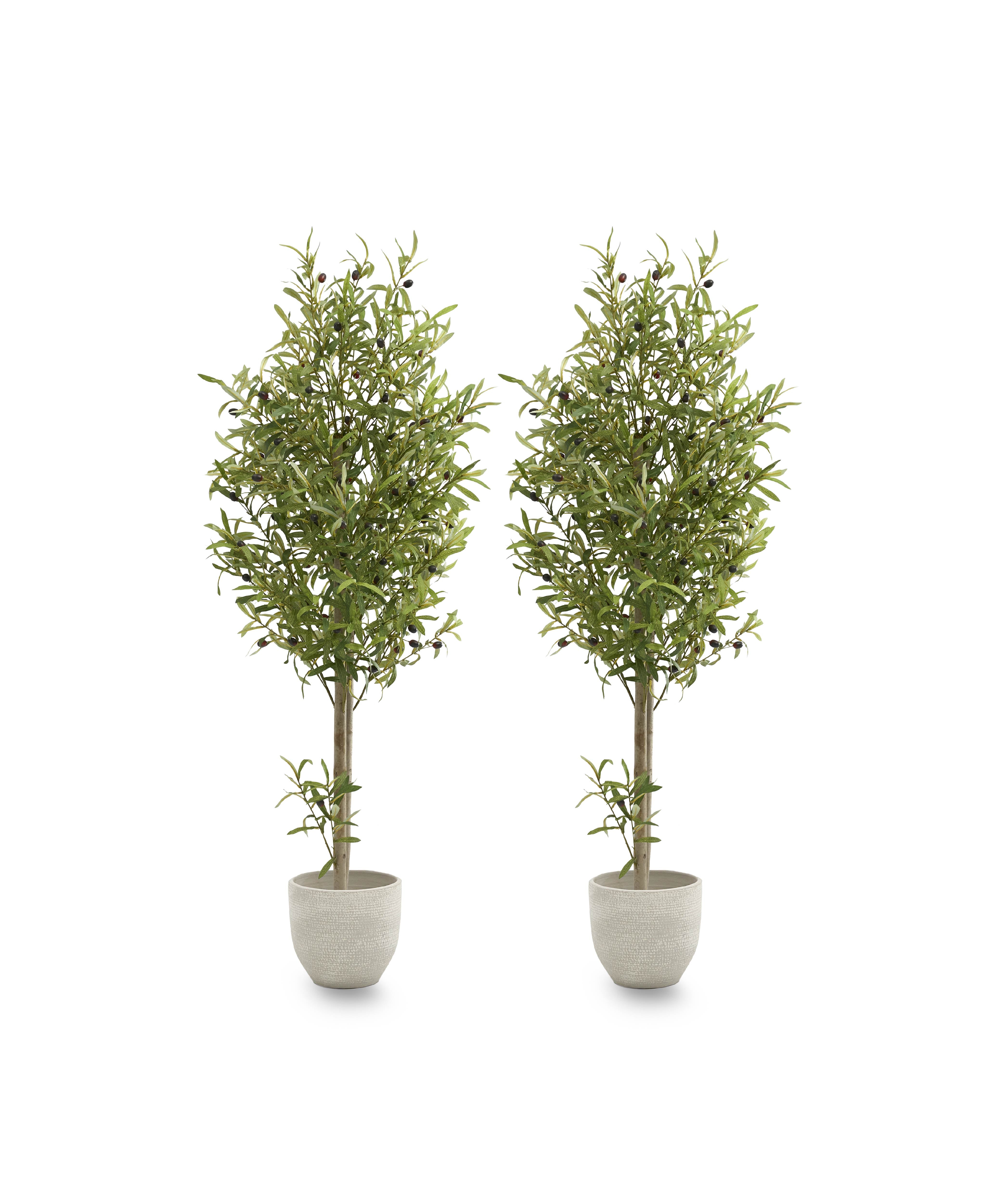 Pack Duo Olivo 150 cm MAIA SHOP