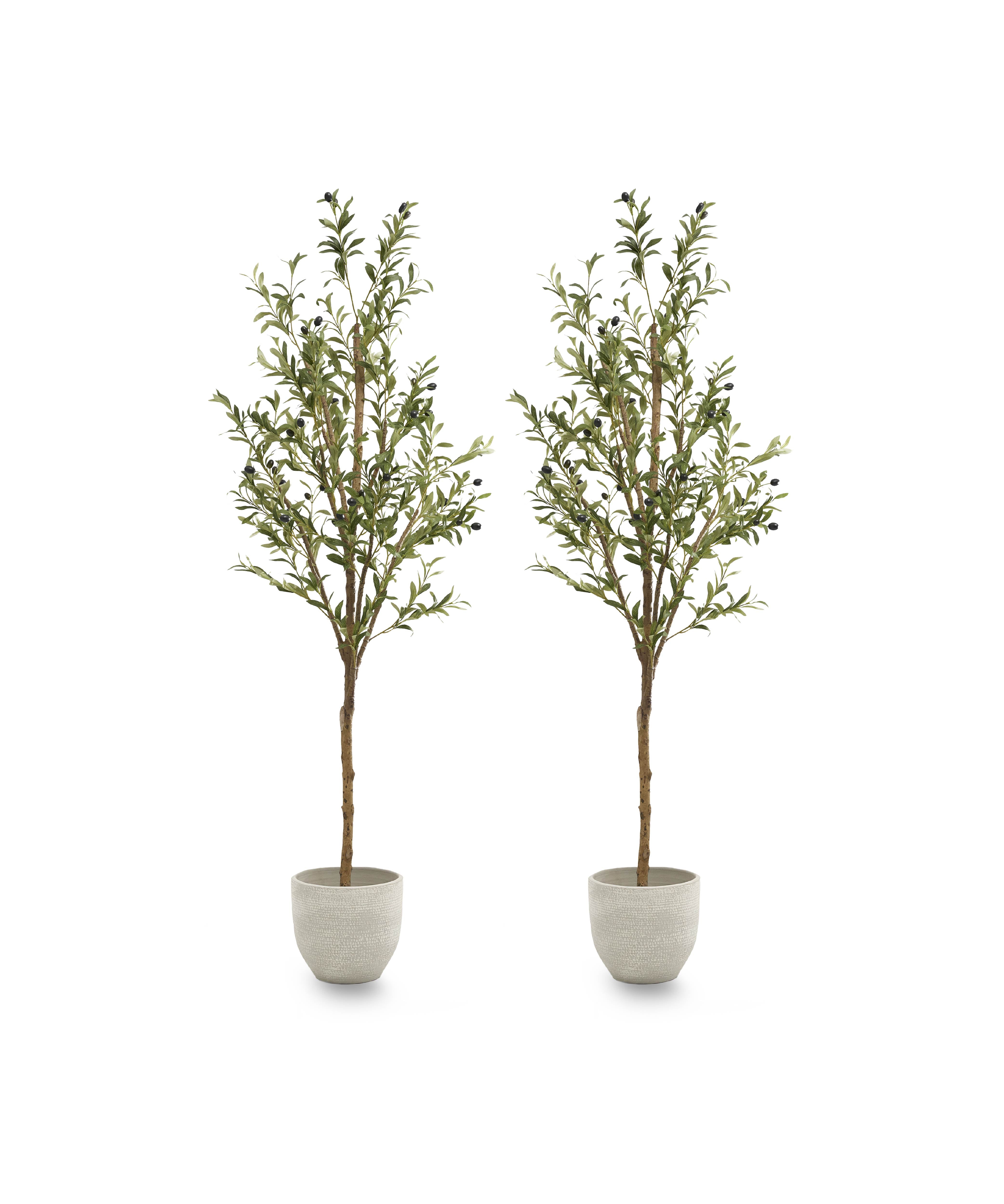 Pack Duo Olivo Minimal 150 cm MAIA SHOP