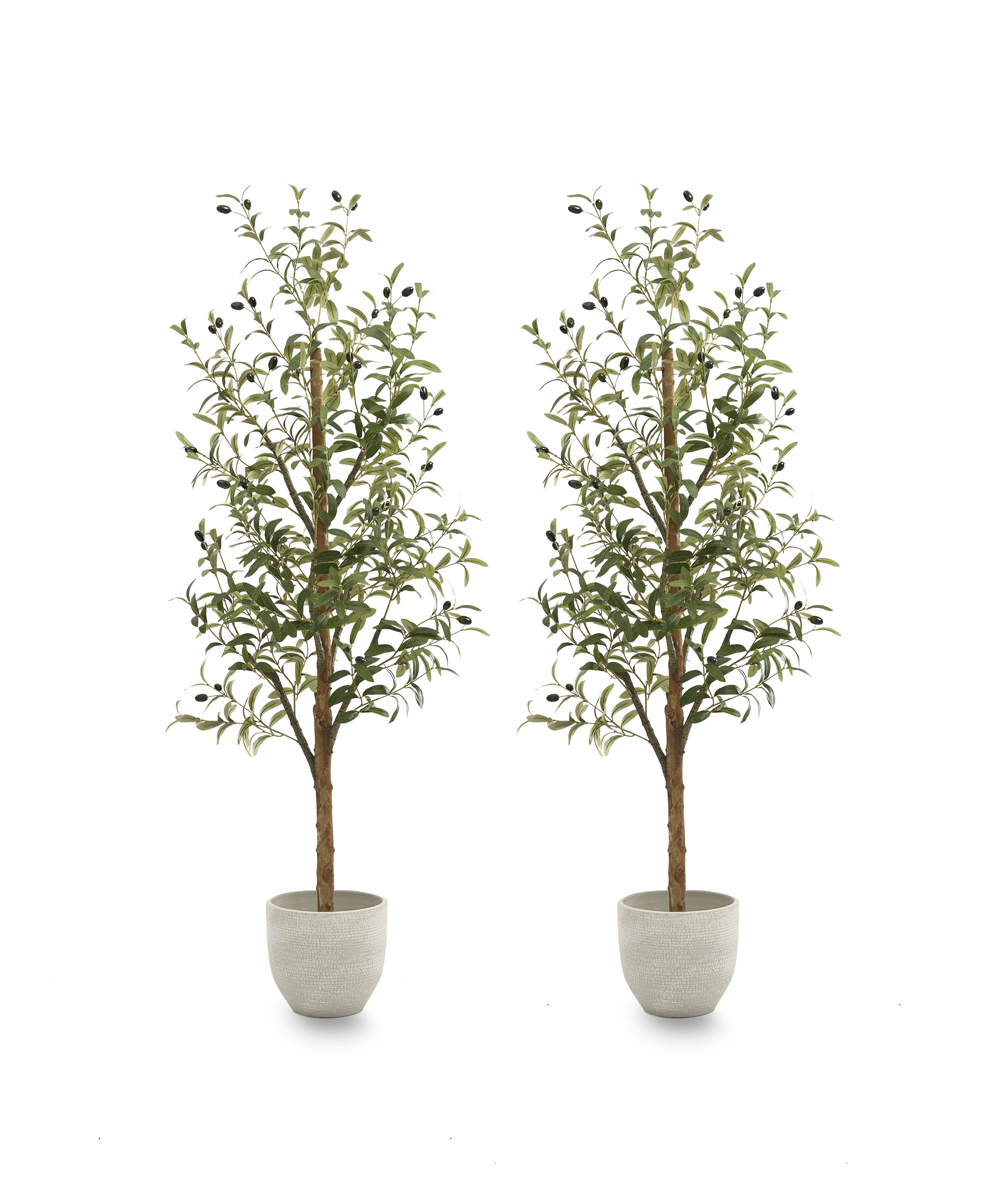 Pack Duo Olivo Minimal 180 cm MAIA SHOP