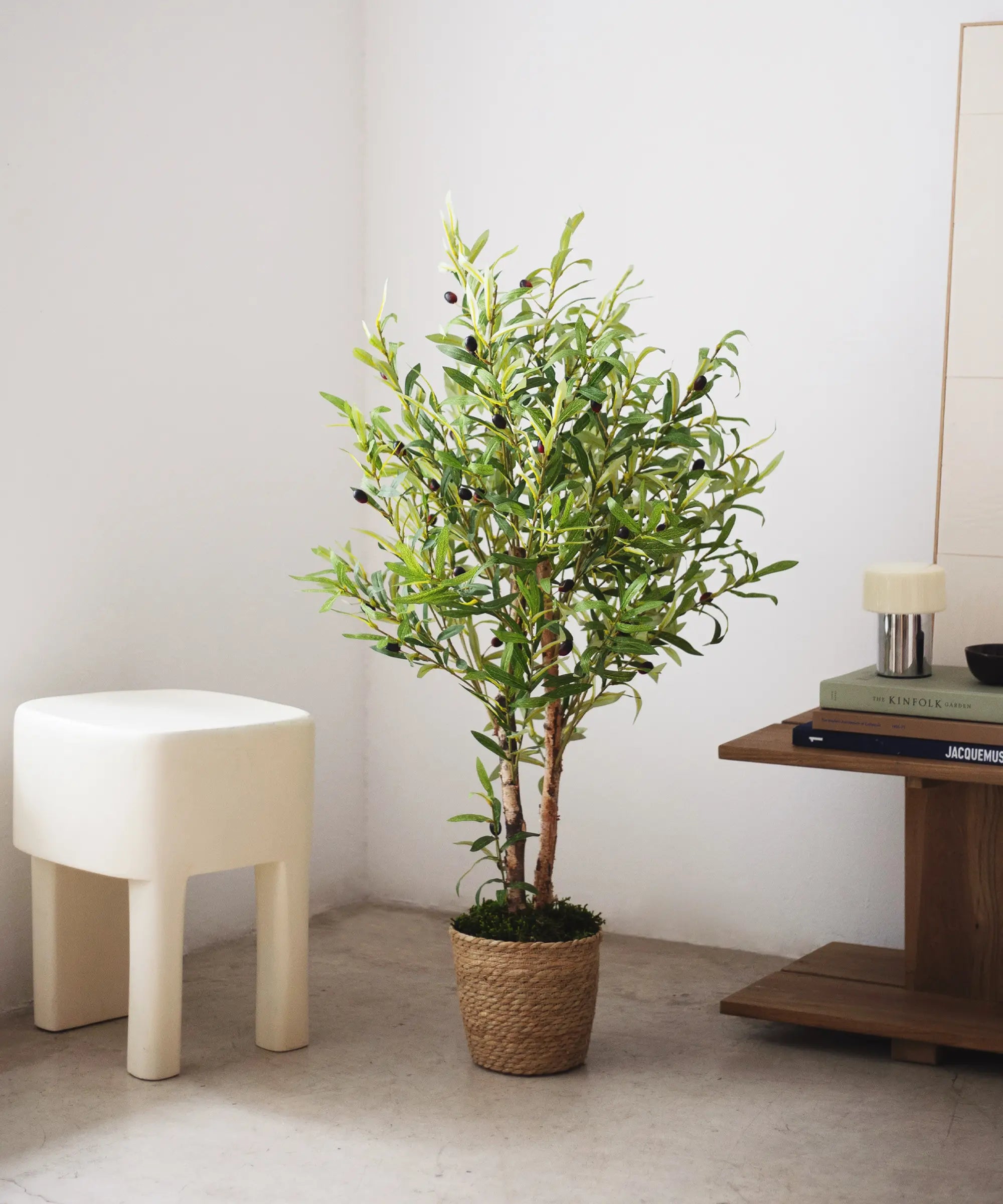 Olivo 105 cm MAIA SHOP