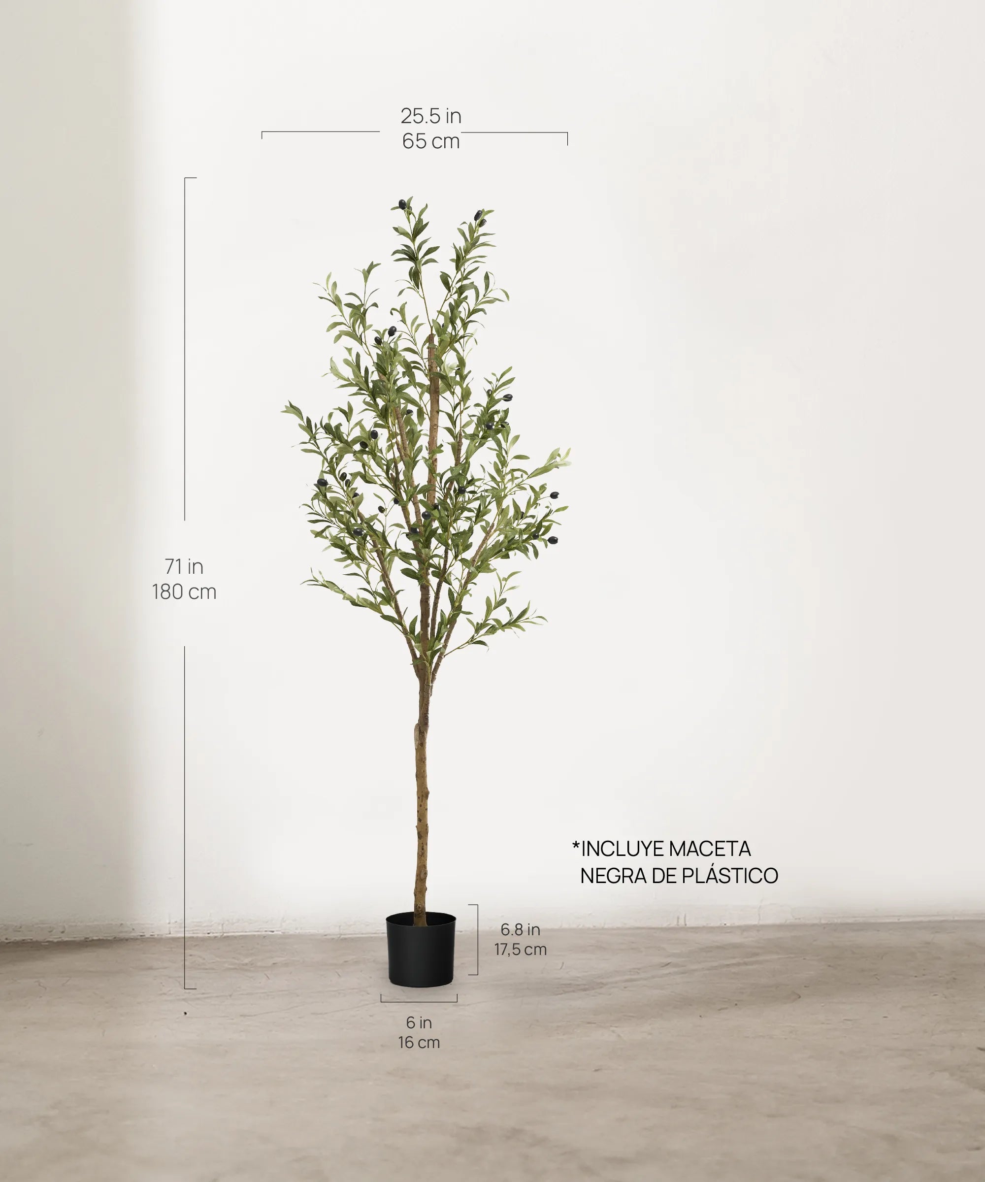 Olivo Minimal MAIA SHOP 180 cm