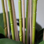 Orquidea artificial Rosa y Blanco MAIA SHOP Detalle Cañas