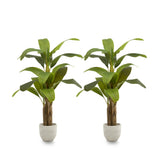 Pack Duo Platanera 150 cm MAIA SHOP