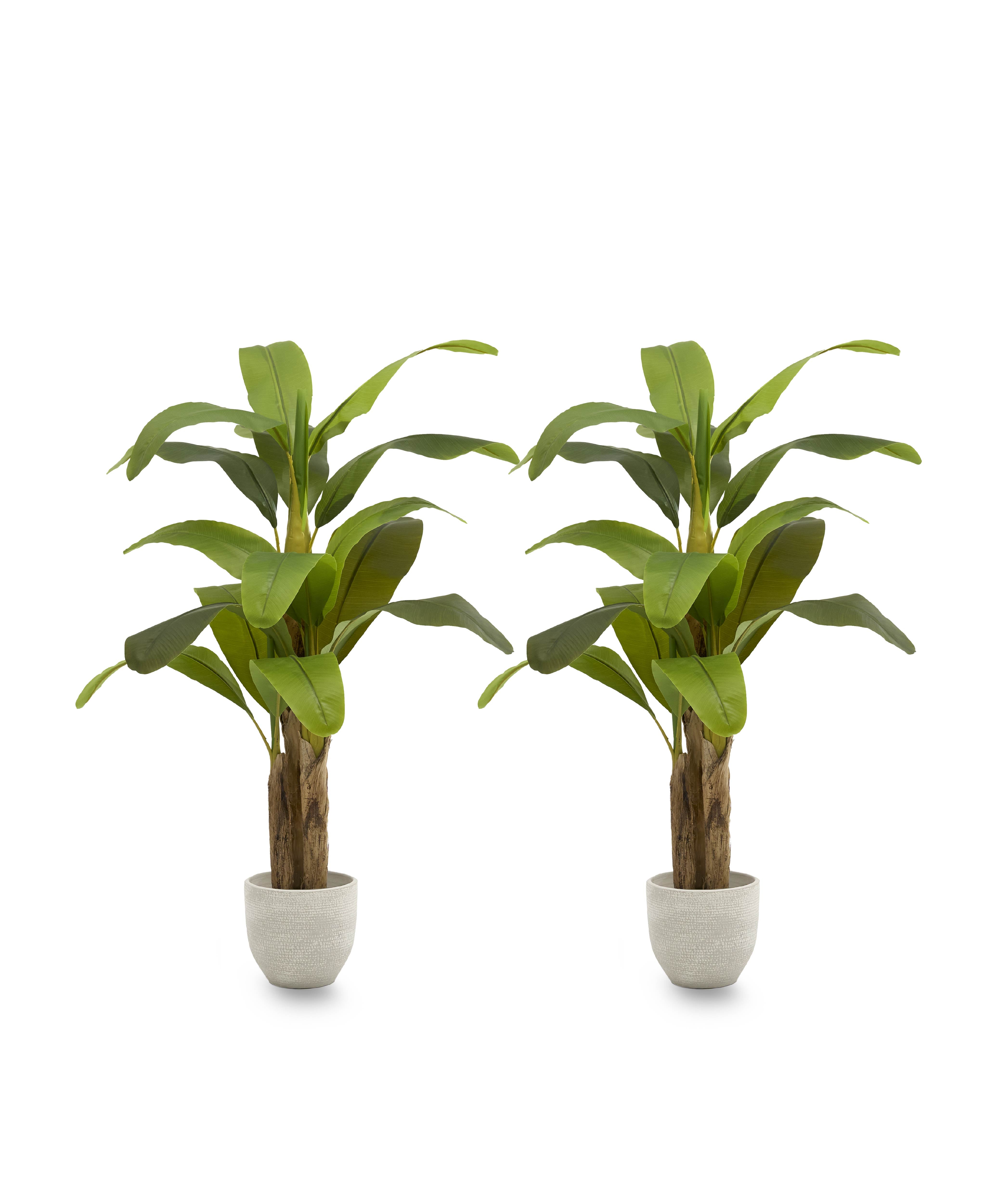 Pack Duo Platanera 150 cm MAIA SHOP