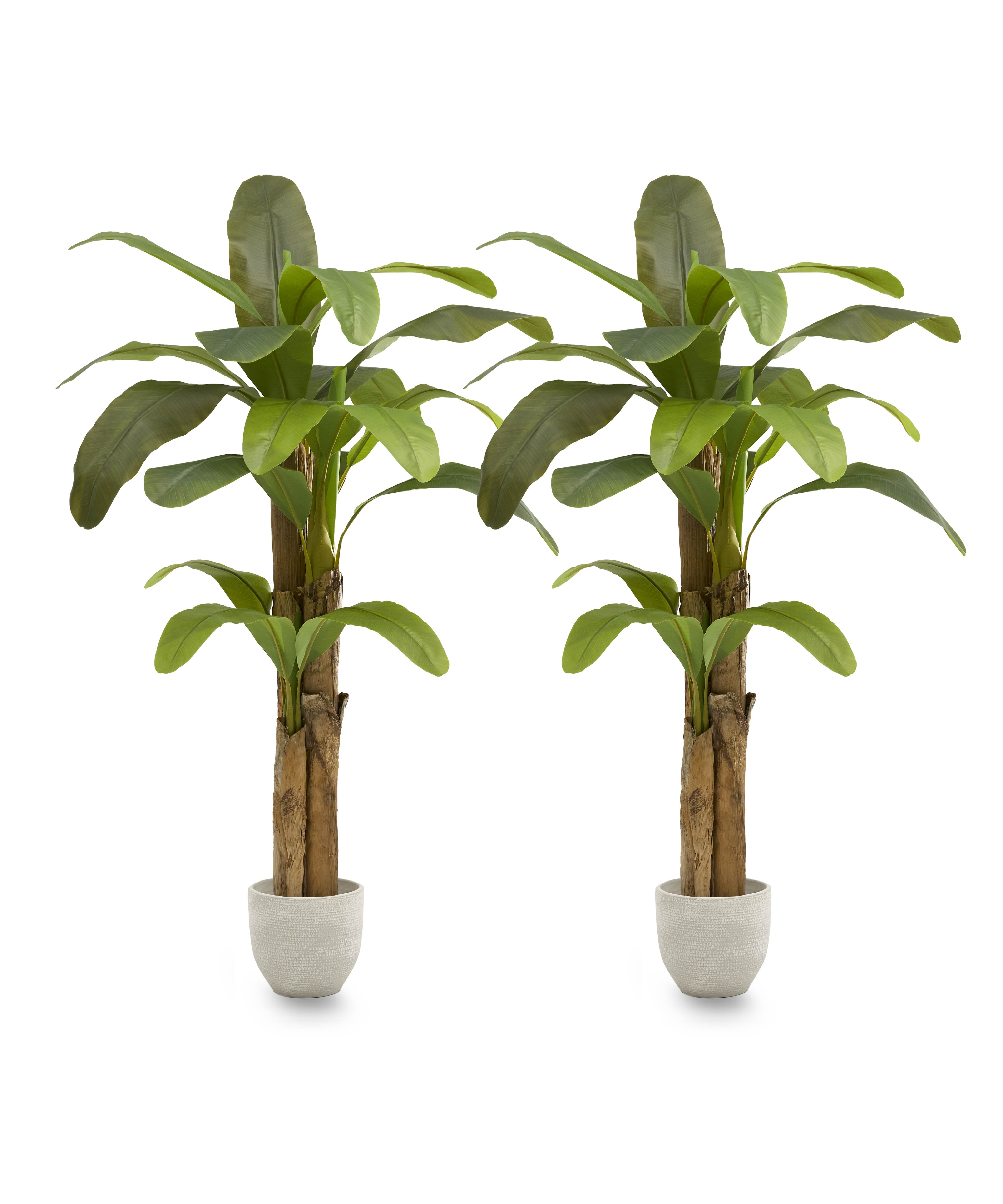 Pack Duo Platanera 180 cm MAIA SHOP