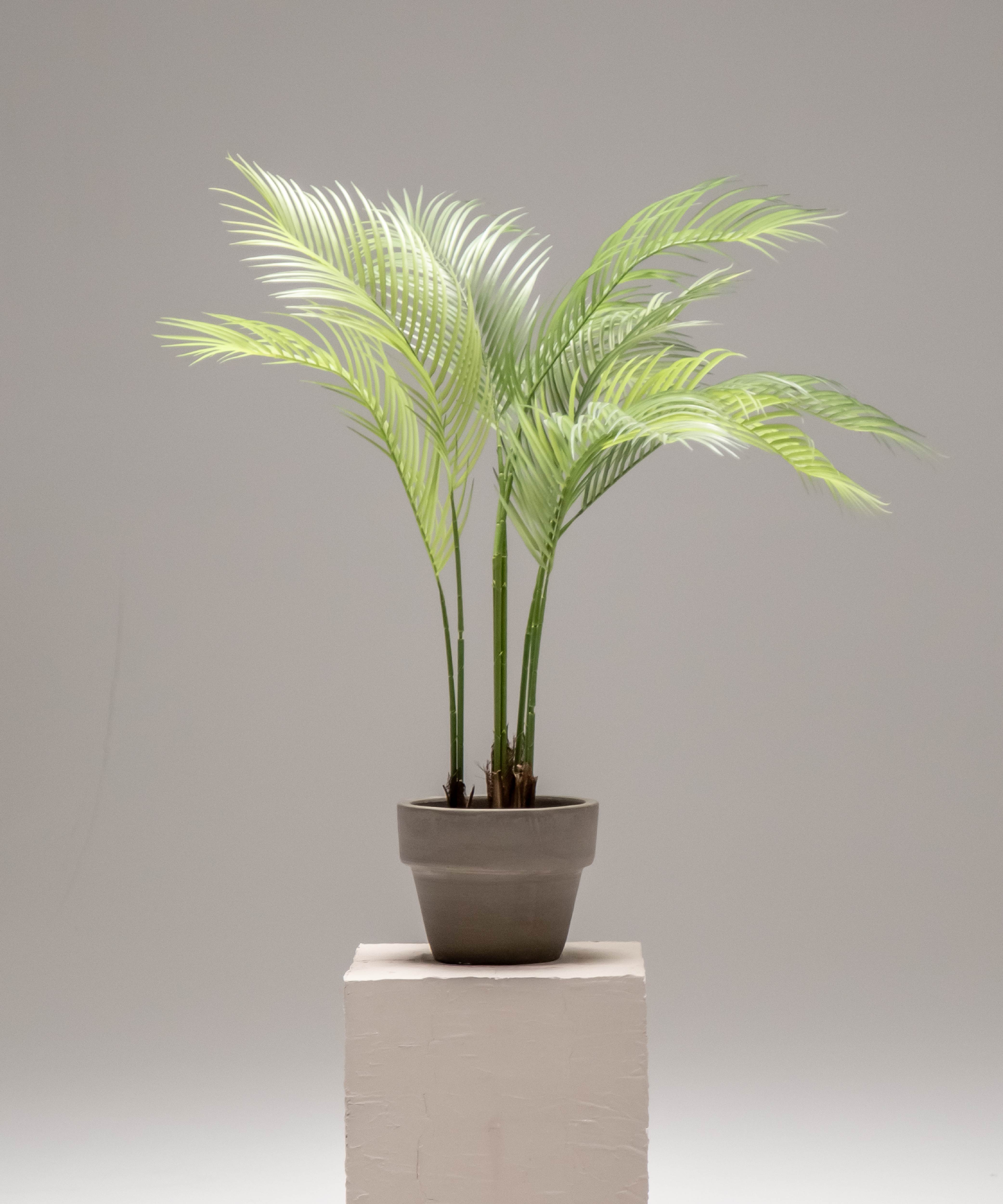 Palmera Artificial MAIA SHOP 100