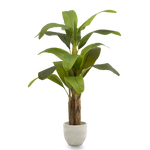 Platanera Artificial 150 MAIA SHOP PNG