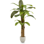 Platanera Artificial 180 MAIA SHOP PNG