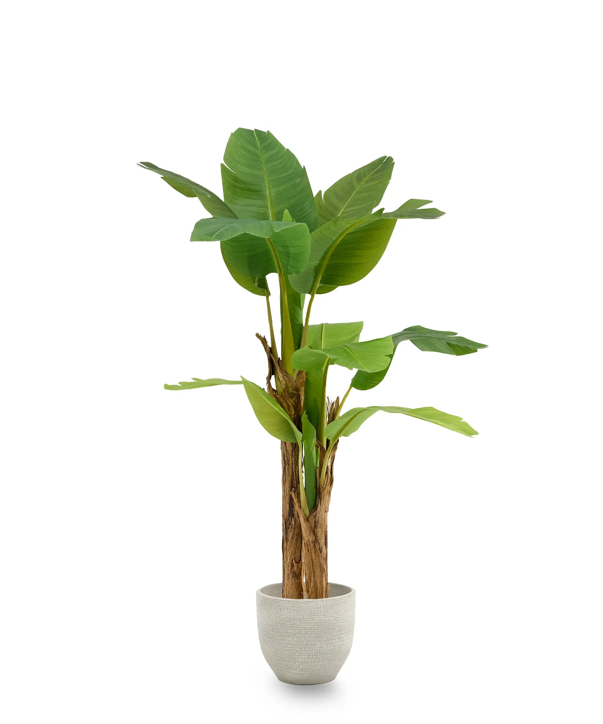 Platanera Artificial 200 MAIA SHOP