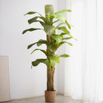 Platanera Artificial 210 MAIA SHOP