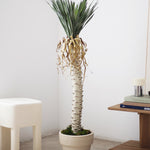 Yuca Artificial 130 MAIA SHOP