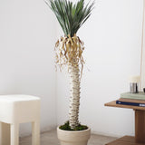 Yuca Artificial 130 MAIA SHOP