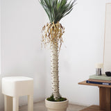 Yuca Artificial 180 MAIA SHOP