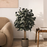 arbol eucalipto preservado round 100
