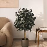 arbol eucalipto preservado round 100