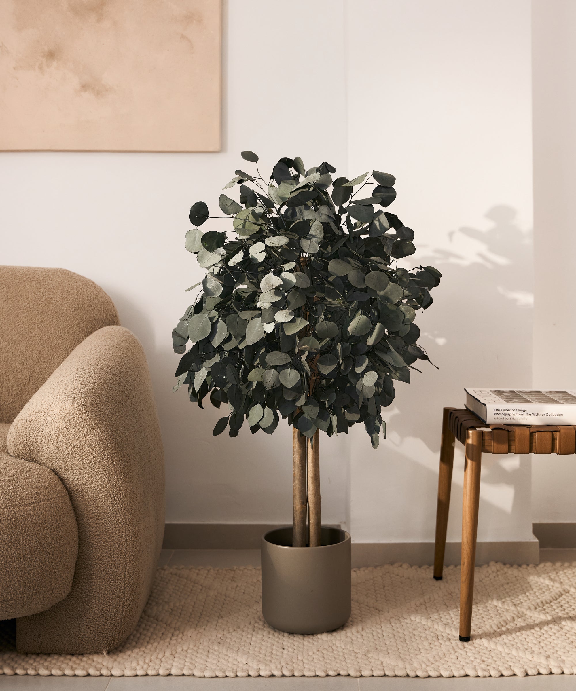 arbol eucalipto preservado round 100