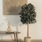 arbol eucalipto preservado round 150