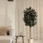 arbol eucalipto preservado round 180
