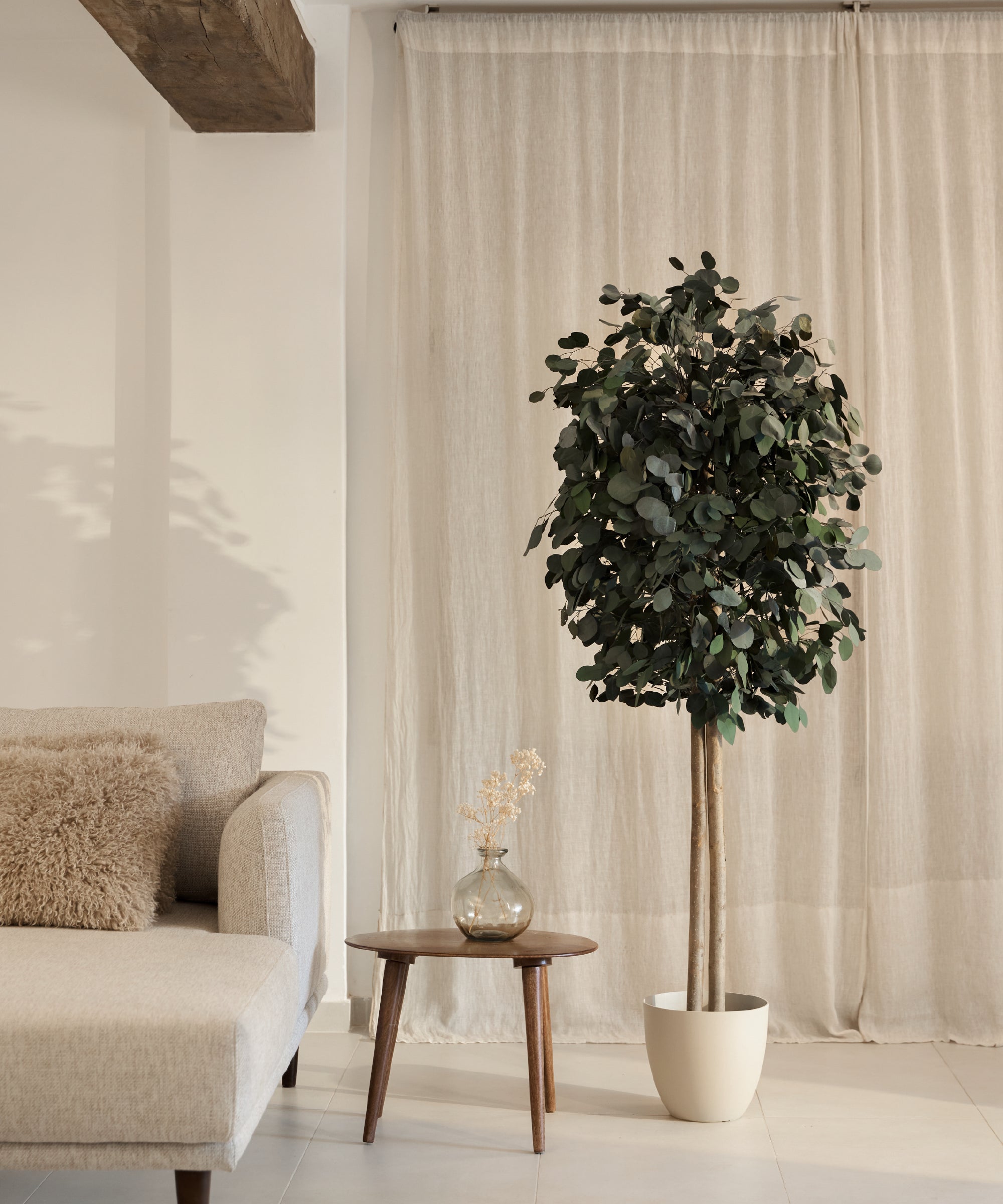 arbol eucalipto preservado round 180