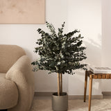 arbol preservado eucalipto 100