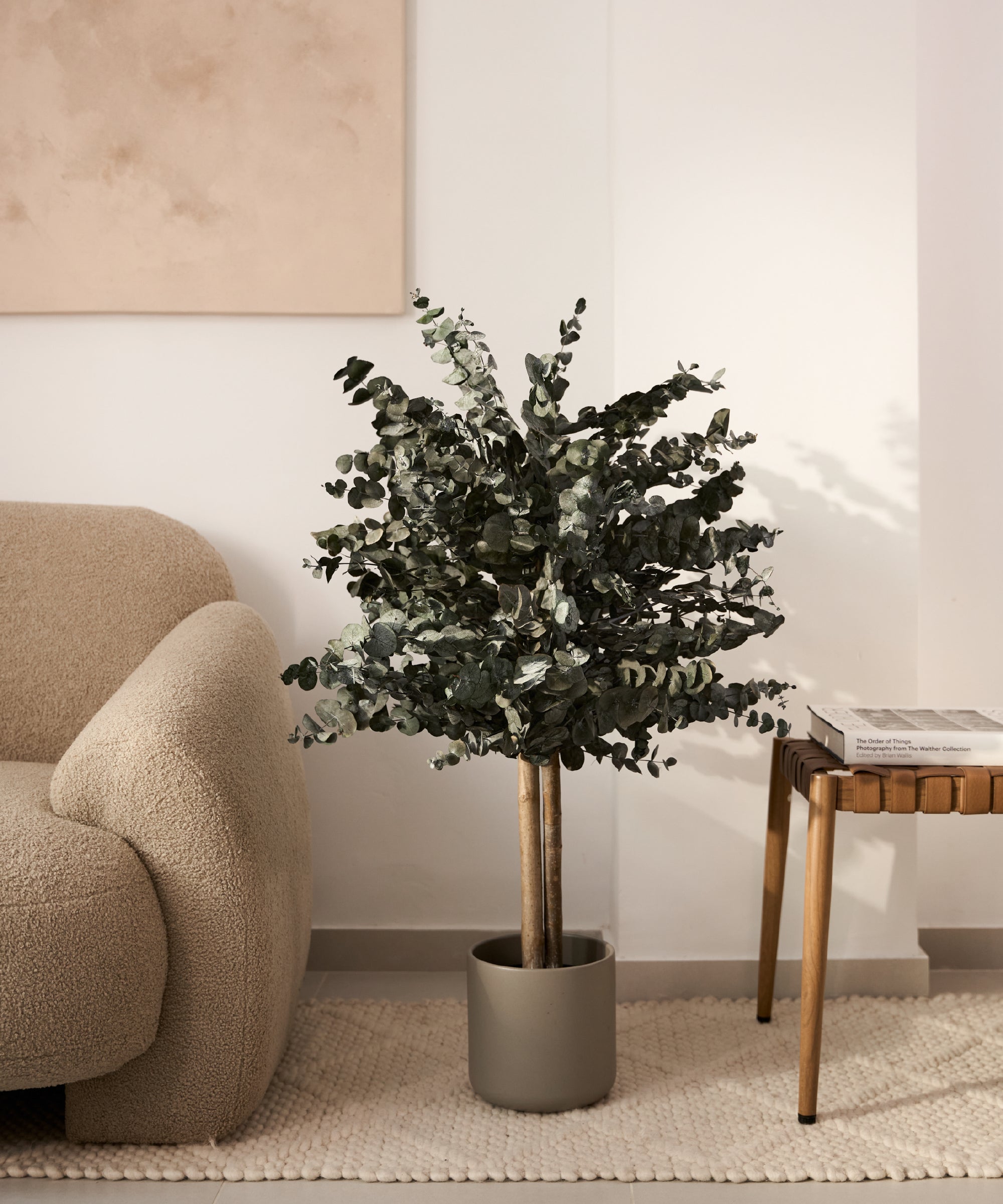 arbol preservado eucalipto 100