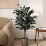 arbol preservado eucalipto azulado 100