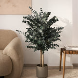 arbol preservado eucalipto azulado 100