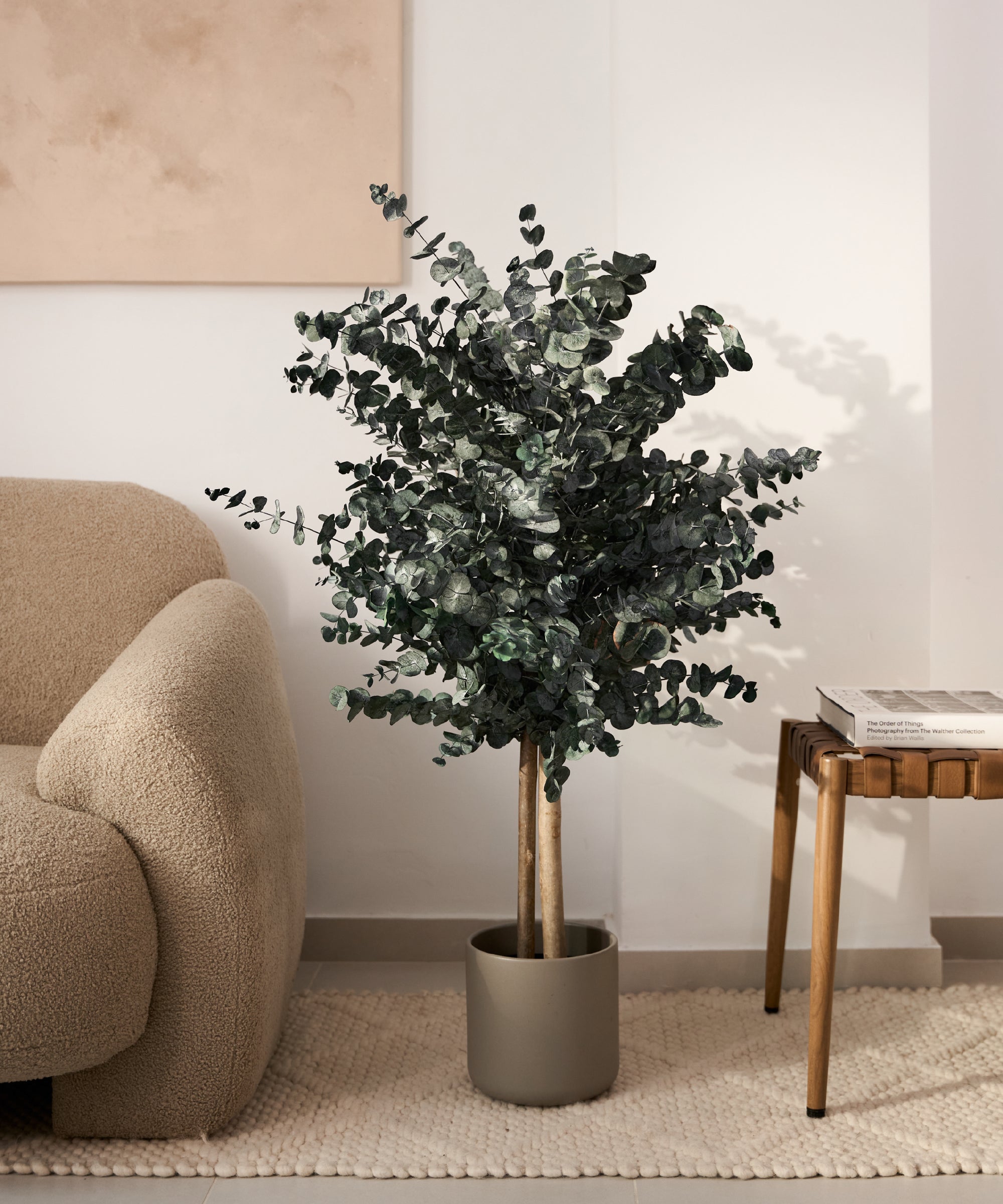arbol preservado eucalipto azulado 100