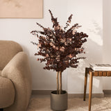 arbol preservado eucalipto burdeos 100