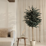 arbol preservado eucalipto essential