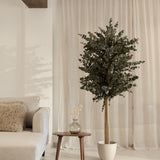 arbol preservado eucalipto verde