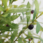 caracteristicas olivo artificial