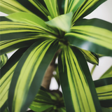 detalle hojas dracena artificial