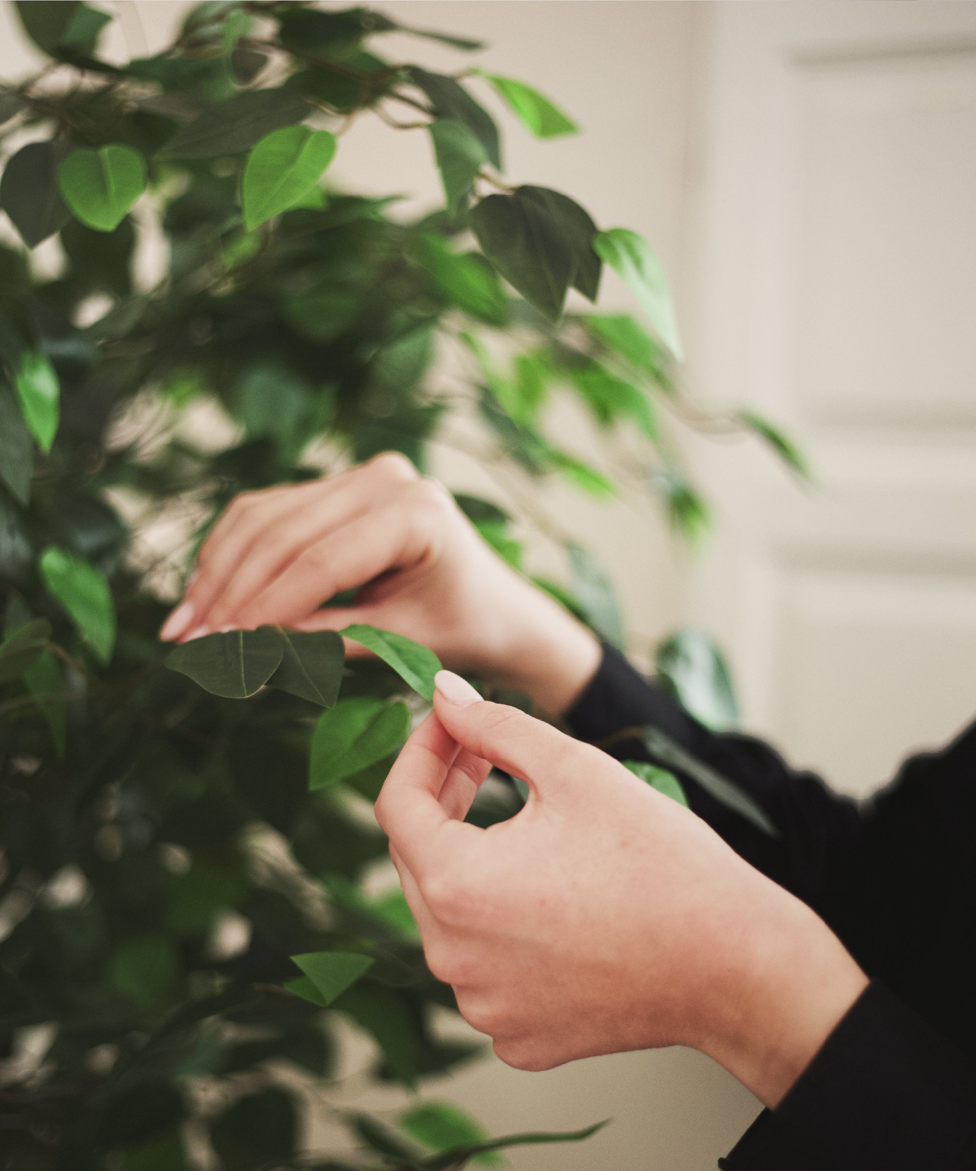 detalle hojas ficus artificial