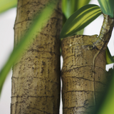 detalle tronco dracena artificial