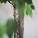 detalle tronco ficus artificial