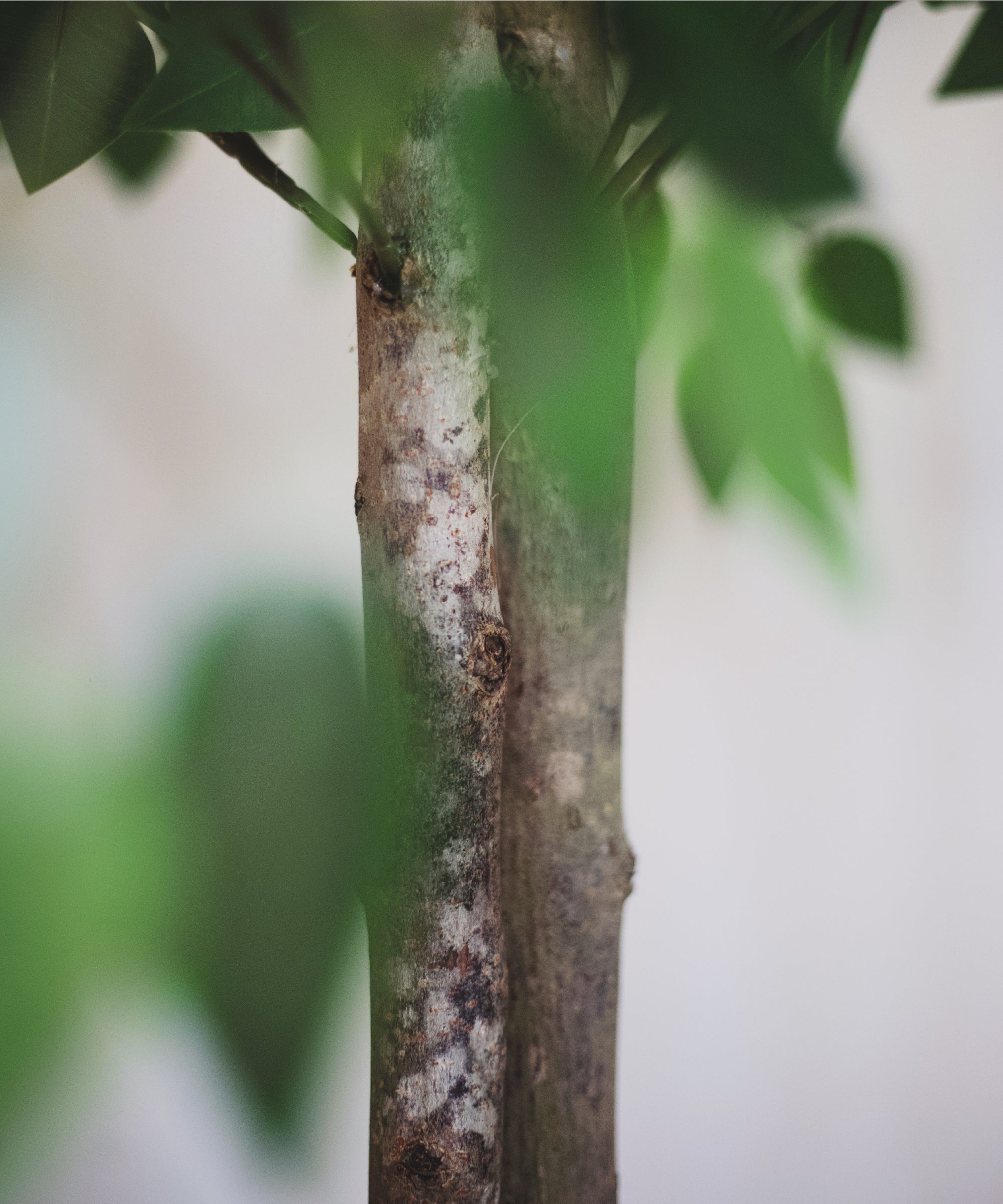 detalle tronco ficus artificial