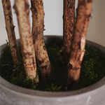 detalle tronco ficus elastica