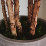 detalle tronco ficus elastica