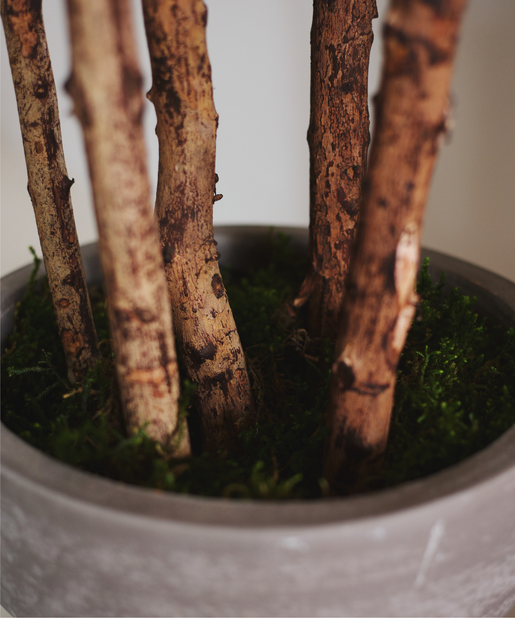 detalle tronco ficus elastica