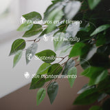 ficus artificial caracteristicas