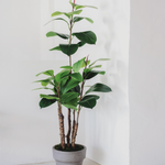 ficus elastica 150