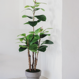 ficus elastica 150