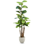 ficus elastica 150 MAIA SHOP PNG
