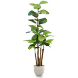 ficus elastica 150 MAIA SHOP PNG