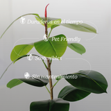 ficus elastica caracteristicas