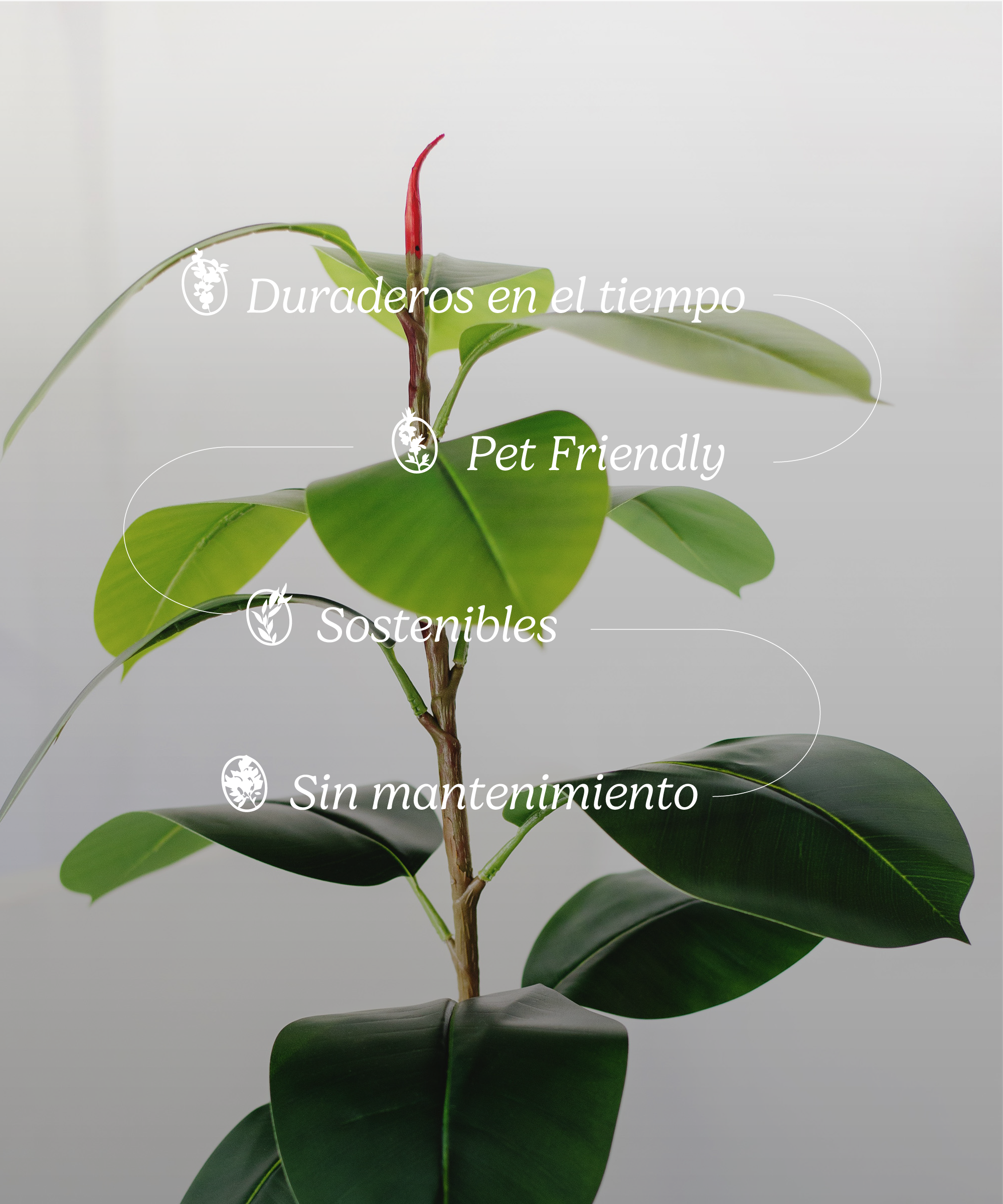 ficus elastica caracteristicas