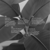ficus elastica cuidados